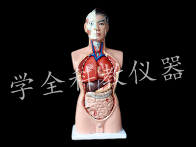 人體頭、頸軀干模型