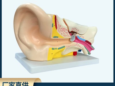 耳解剖模型 外中內(nèi)耳部聽(tīng)覺(jué)系統(tǒng)器官耳朵構(gòu)造PVC生物教學(xué)醫(yī)學(xué)儀器