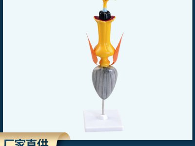學(xué)全太陽(yáng)花模型結(jié)構(gòu)直觀展示模型生物教學(xué)演示用