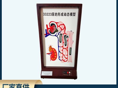 尿的形成動(dòng)態(tài)模型電動(dòng)高中生物理液過(guò)程演示實(shí)驗(yàn)儀器師教學(xué)
