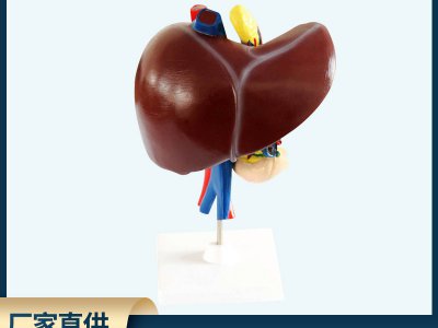 肝、十二指腸、胰臟模型 自然大生物醫(yī)療解剖