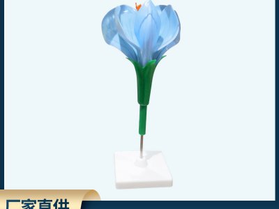 豌豆花模型 中小學生物教學儀器模型展示
