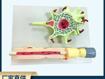 神經(jīng)元模型教學儀器 神經(jīng)元胞體和神經(jīng)纖維結構放大模型