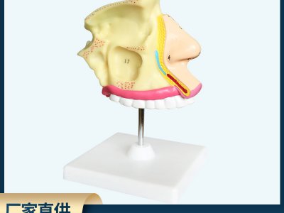 成人醫(yī)學鼻解剖模型 醫(yī)用模型教學模型人體構造模型