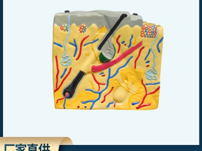 皮膚結構解剖模型平面 生物醫(yī)學演示教學培訓科教儀器