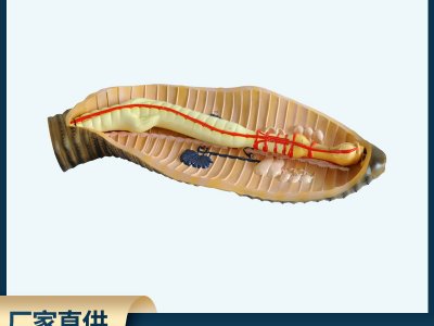 蚯蚓解剖模型地龍環(huán)節(jié)動(dòng)物無脊椎動(dòng)物 中小學(xué)放大教學(xué)模型